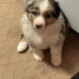 Blue girl - Blue merle female Australian Shepherd puppy in Lancaster, California from Leyline Australian Shepherds