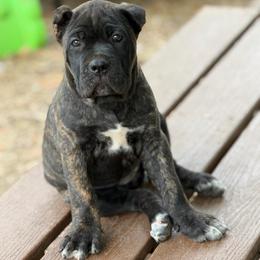 Gray collar - Black brindle female Cane Corso puppy in Opelousas, Louisiana from Azelees Cane Corso