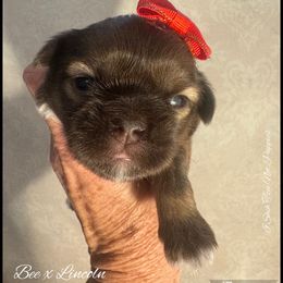 Shelby - Liver female Shih Tzu puppy in Beatrice, Nebraska from I Shih Tzu Not Puppies