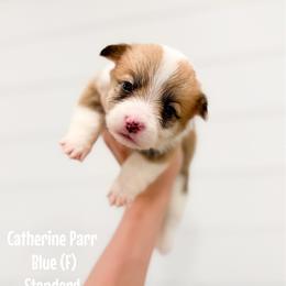 Blue - Catherine Parr (standard) - Red female Pembroke Welsh Corgi puppy in Milan, Georgia from Williams’ Welsh Corgis LLC