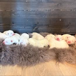 Girl 1 - White Samoyed puppy in Smithfield, Utah from Happy Samoyedland
