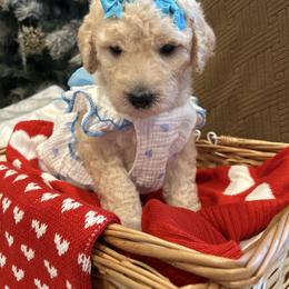 Allie - White female Poodle puppy in Mobile, Alabama from Semmy’s Standard Poodle LLC