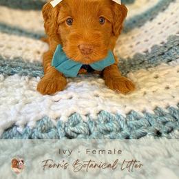Ivy - Red  female Goldendoodle puppy in Atlanta, Georgia from Teddy Puppies