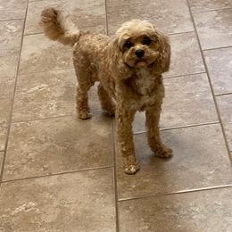 Cavapoo and Maltipoo All Grown Up from Knight Pups
