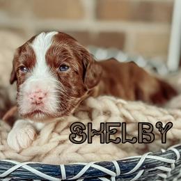 Shelby - Chocolate female Australian Labradoodle puppy in Decatur, Alabama from Southern Meadows Doodles