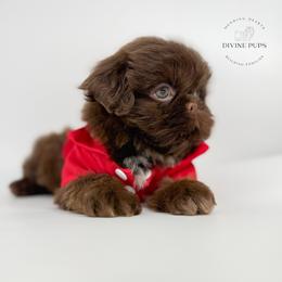 Ebert - Liver male Shih Tzu puppy in League City, Texas from Divine Pups