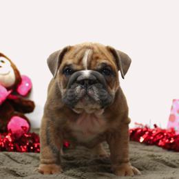 Mason - Brindle male Bulldog puppy in Lewisberry, Pennsylvania from Salted Rim Corgis