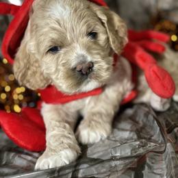 Cockapoo and Goldendoodle Puppies from Capital Doodles