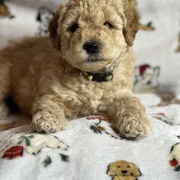 Goldendoodle Puppies from GoldenHearted Doodles