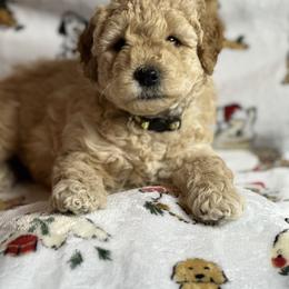 Goldendoodle Puppies from GoldenHearted Doodles
