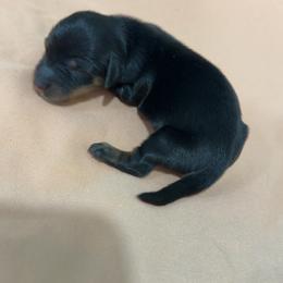 Ranger - Black and tan male Dachshund puppy in Lewisburg, West Virginia from Breanna Kast