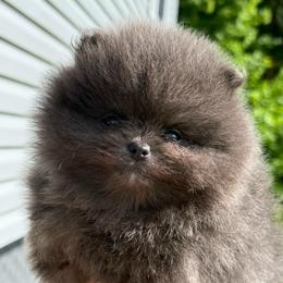 Butterball - Blue male Pomeranian puppy in Newark, Ohio from Keeperofstars Pomeranians