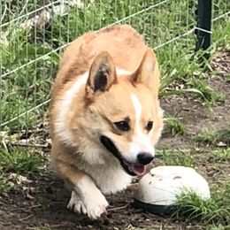 Rusty - Pembroke Welsh Corgi