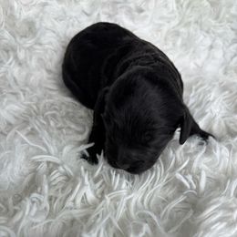Cole - Black male Cockapoo puppy in Tampa, Florida from Designer Puppy Boutique