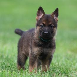 Teal Collar - Sable female German Shepherd puppy in Prospect, Connecticut from Di Massimo Canile