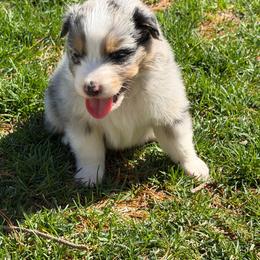 BMM3 - Blue merle male Australian Shepherd puppy in Manchester, Iowa from Lone Willow Aussies