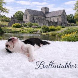 CKC Health Tested Ballintubber - Seal brindle and white male Boston Terrier puppy in Scottdale, Pennsylvania from Itty Bitty Boston & Chi Co, Veteran Owned