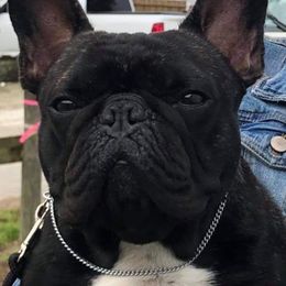 Burke - French Bulldog
