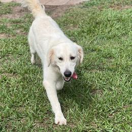 Willow - Golden Retriever