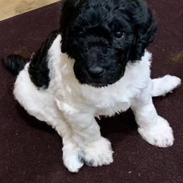 Goldendoodle and Poodle Puppies from Breedadoodle