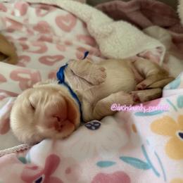 Zipper 5000 - Cream male Dachshund puppy in Summerfield, Florida from Dachshundly Perfect