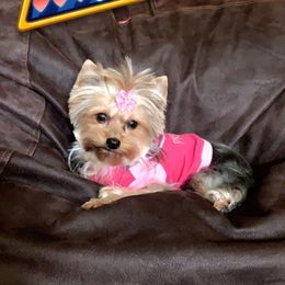 Sassy - Yorkshire Terrier