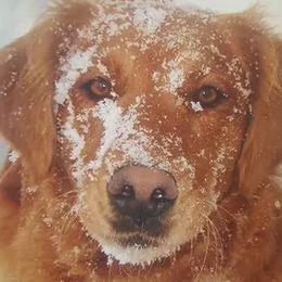 Chesapeake Bay Retrievers and Golden Retrievers from Lakes 'N Fields Retrievers