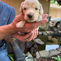 Cream Pmatinum Boy 3 - Cream male Dachshund puppy in Walla Walla Valley, Oregon from English Cream Dachshunds