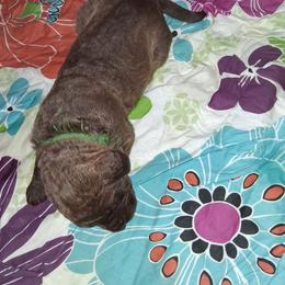 Green - Dark brown male Chesapeake Bay Retriever puppy in De Forest, Wisconsin from Rennocks Top Of The Marsh Chesapeake Bay Retrievers