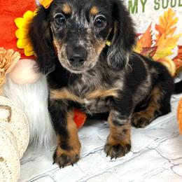 Alex - Dapple female Dachshund puppy in Smithville, Oklahoma from Bristy’s Pampered Pups