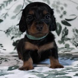 Ted - Black and tan male Dachshund puppy in Dothan, Alabama from Little House Pups