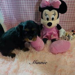 Minnie - Black and tan female Cavalier King Charles Spaniel puppy in Broken Arrow, Oklahoma from Cavalier King Charles Heartland