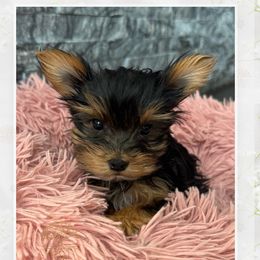Yorkshire Terrier puppies from A Yorkie Tale