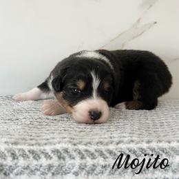 Mojito - Black tri-color male Australian Shepherd puppy in Kearney, Nebraska from Helix Aussies