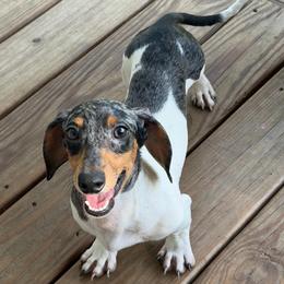 Klaus - Dapple male Dachshund puppy in Industry, Illinois from KDKs Kennels