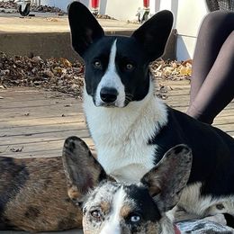 Obie - Cardigan Welsh Corgi