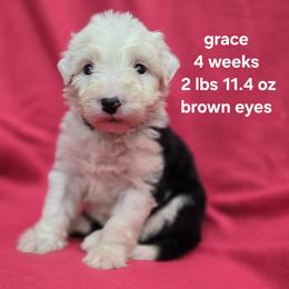 Grace - Gray and white female Old English Sheepdog puppy in Sutherlin, Oregon from Sapphire Eyes Sheepdogs