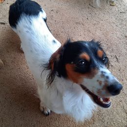Chloe - Dachshund