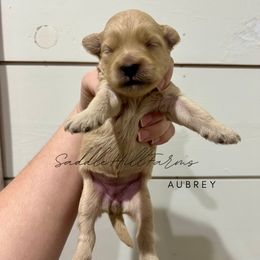 Aubrey - Cream female Goldendoodle puppy in Rienzi, Mississippi from Saddle Hill Farms