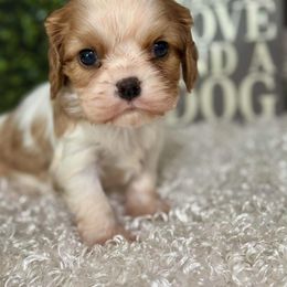 Girl 1 - Blenheim female Cavalier King Charles Spaniel puppy in Grand Prairie, Texas from Westchester Cavaliers