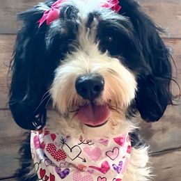 Bernedoodles, Pomeranians, and Pomskies from A Doodles World