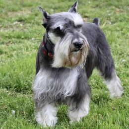 Romeo - Miniature Schnauzer