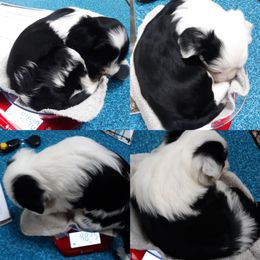 "Almost too big to fit on the weighing scale!" Tibetan Terrier Puppies from Windamere Tibetan Terriers