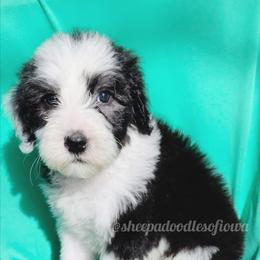 James - Black and white male Sheepadoodle puppy in Iowa Falls, Iowa from Sheepadoodles of Iowa