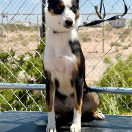 Espera - Border Collie