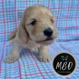 Willow - Cream female Dachshund puppy in Nashville, Tennessee from Mini Browne Dachshunds