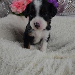 Rosalie - Black and tan female Companion Cross puppy in Decatur, Illinois from Petite Pups