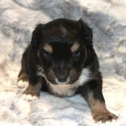 Koda - Black tri male Miniature Australian Shepherd puppy in Ionia, Iowa from Sapphire Stables