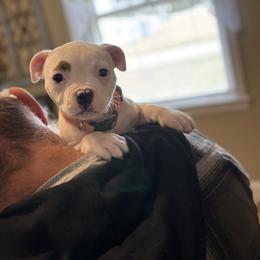 Fries - White and tan female American Bulldog puppy in Varnville, South Carolina from DF's Unlimited Ruff