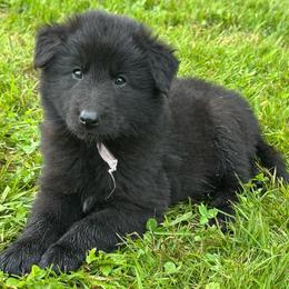 Shelly (Lilac) - Black female Belgian Sheepdog puppy in Franklin, West Virginia from Wildmour K9